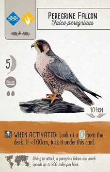 Best Educational Board Games For Teens Wingspan Peregrine Falcon